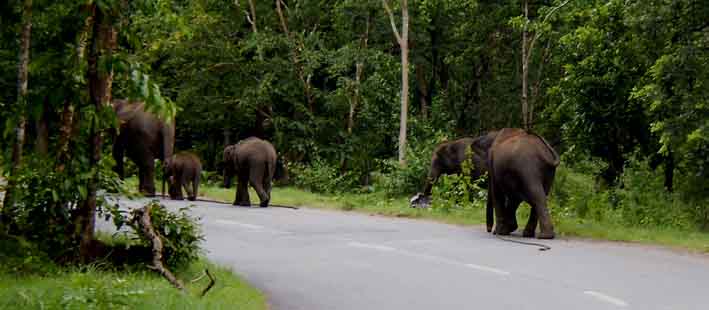 Wayanad Forest